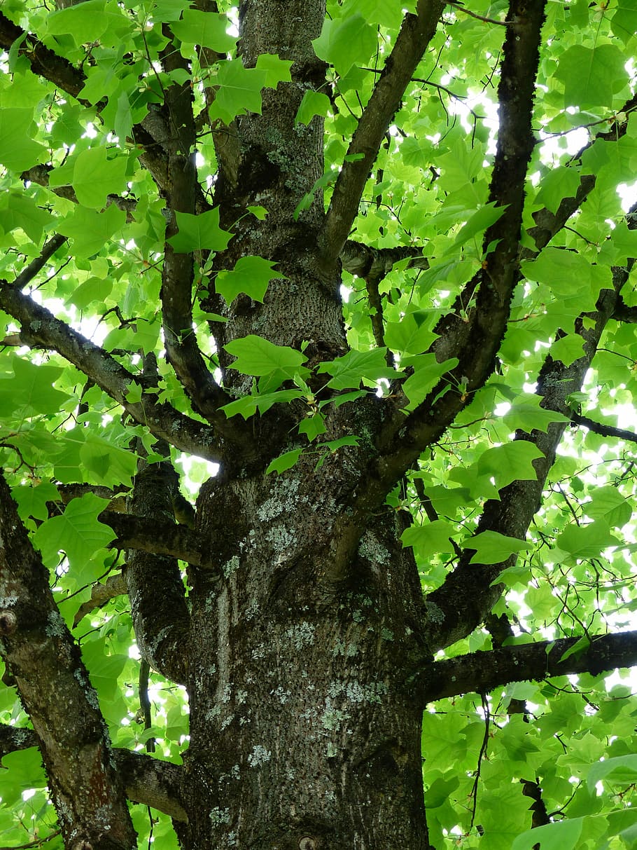 ต้นไม้ดอกทิวลิป, เผ่า, สาขา, ต้นไม้, liriodendron tulipifera, magnoliengewaechs, Magnoliaceae, สีเขียว, ลำต้นของต้นไม้, ใบไม้, ธรรมชาติ, ไม่มีคน, ปลูก, ลำต้น, การเจริญเติบโต, มุมมองที่ต่ำ, ส่วนของพืช, วัน, กลางแจ้ง, ความงามในธรรมชาติ, ความเงียบสงบ, เต็มกรอบ, เห่า, แสงแดด, ภูมิหลัง, ต้นไม้ใหญ่, ด้านล่างโดยตรง, 4K