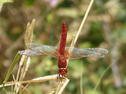 libellula rossa, insetto, macro, temi animali, animale, un animale, fauna selvatica, invertebrato, animali allo stato selvatico, rosso, natura, concentrarsi sulle conoscenze acquisite, avvicinamento, libellula, ala animale, nessuno, pianta, giorno, all'aperto, parte del corpo animale, bellezza nella natura, lunghezza intera, 4K, CC0, dominio pubblico, privo di copyright
