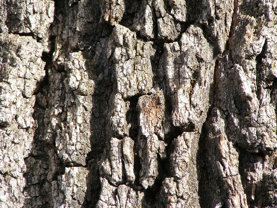 roure, arbre, escorça, tronc, roure blanc d'oregon, quercus, garryana, fusta, textura, aspre, tronc de l'arbre, fons, marc complet, planta, creixement, primer pla, cap gent, naturalesa, dia, patró, escorça de la planta, a l'aire lliure, llum solar, vista d’angle baix, patró natural, 2K