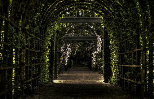Foto, plantevej, Prinsentuin, vinstokke, have, blade, buer, vejen frem, retning, plante, træ, arkitektur, ingen mennesker, sti, faldende perspektiv, natur, grøn farve, bygget struktur, ro, bue, forbindelse, udendørs, dag, Skov, tom, vækst, skønhed i naturen, 4K, CC0, offentligt domæne, royaltyfrie