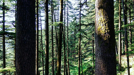 forest, brown tree bark, tree, moss, tree trunk, outdoor, green, mountain, hill, leafe, pine, treetrunk, trunk, plant, land, woodland, growth, tranquility, beauty in nature, nature, no people, tranquil scene, day, green color, scenics - nature, non-urban scene, outdoors, bamboo, tall - high, bamboo - plant, coniferous tree, pine tree, pine woodland, 4K, CC0, public domain, royalty free