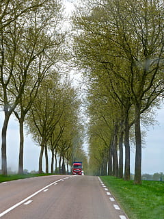 carretera, columnata, arbres, llunyà, perspectiva, país, disminuint, escena, transport, arbre, el camí a seguir, direcció, planta, manera de transport, cotxe, automòbil, vehicle terrestre, perspectiva decreixent, treelined, naturalesa, dia, marcatge de carreteres, tronc de l'arbre, signe, tronc, cap gent, marcatge, a l'aire lliure, copa de l'arbre, línia divisòria, llarg, 4K, CC0, domini públic, lliure de regalies
