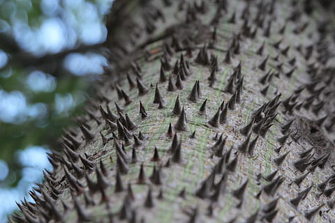 arbre, tronc, espines, cotó, naturalesa, planta, tija, verd, primer pla, fons, enfocament selectiu, cap gent, patró, textura, dia, marc complet, agut, metall, material de fusta, primer pla extrem, a l'aire lliure, natura morta, macro, aspre, 5K, CC0, domini públic, lliure de regalies
