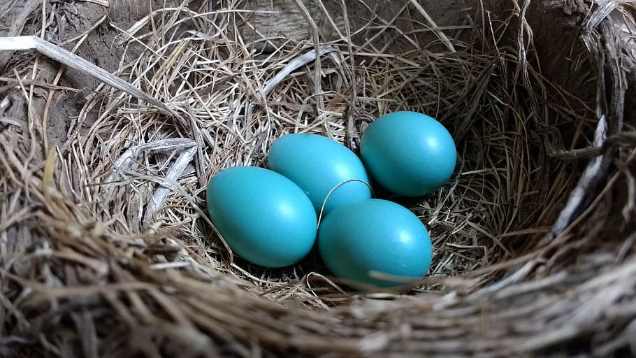 foto, quatre, blau, ous, superior, marró, niu, robin, ous de robin, Bebé blau, primavera, ou, fenc, Pasqua, vista d’angle alt, cap gent, enfocament selectiu, primer pla, niu d'ocells, celebració, niu d’animals, vulnerabilitat, fragilitat, menjar, naturalesa, ous d’animals, planta, menjar i beguda, inicis, festa, nova vida, color turquesa, 4K