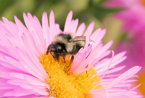 abeja, aster, polen, flor, insecto, un animal, fragilidad, pétalo, color rosa, planta floreciendo, temas de animales, vulnerabilidad, animal, invertebrado, belleza en la naturaleza, planta, frescura, cabeza de flor, fauna animal, animales en la naturaleza, de cerca, crecimiento, polinización, abejorro, nadie, 4K, CC0, dominio público, libre de derechos