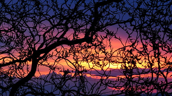 silhouette, black, torn, tree, golden, hour, spring evening, evening sky, sunset, sky, nature, branch, beauty in nature, plant, scenics - nature, tranquility, tranquil scene, orange color, idyllic, no people, low angle view, outdoors, cloud - sky, bare tree, dramatic sky, majestic, romantic sky, 4K, CC0, public domain, royalty free