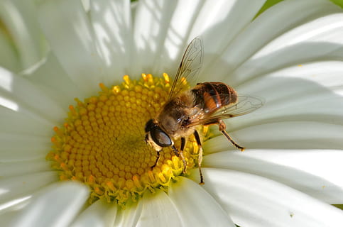 böcek, hoverfly, tozlaştırıcılar, çiftkanatlılar, çiçek, bir hayvan, hayvan temaları, doğa, insansız, omurgasız, hayvan, çiçekli bitki, hayvan yaban hayatı, doğada güzellik, kapatmak, taçyaprağı, Sarı, kırılganlık, tazelik, bitki, vahşi hayvanlar, çiçek kafa, polen, Güvenlik açığı, açık havada, tozlaşma, bahar, küçük, 1080P, CC0, kamu malı, telif ücretsiz