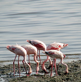 flamencs, grup, ocells, rosa, menjar, Índia, animals, grup d’animals, animals a la natura, animal, aigua, temes d'animals, fauna animal, ocell, llac, vertebrats, color rosa, cap gent, flamenc, dia, bellesa a la natura, naturalesa, platja, de peu, terra, a l'aire lliure, beure, 1080P, CC0, domini públic, lliure de regalies