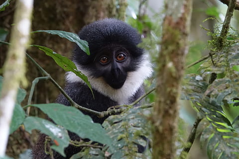 singe, primate, la nature, arbre, faune, Ouganda, Afrique, animal, thèmes animaux, mammifère, la faune des animaux, un animal, animaux à l'état sauvage, plante, portrait, forêt, regarder la caméra, vertébré, maki, feuille, partie de la plante, personne, branche, en plein air, forêt tropicale, 5K, CC0, domaine public, libre de droits