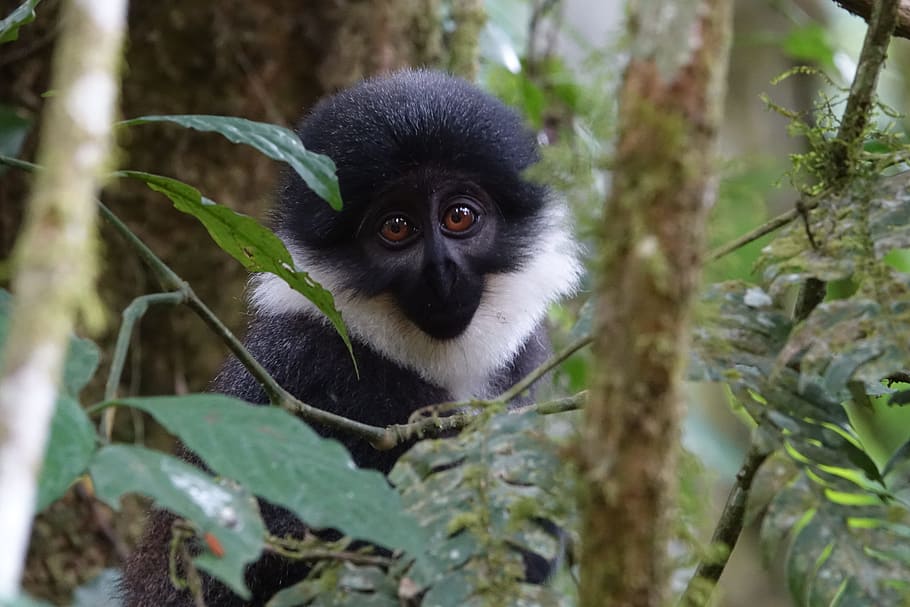 mico, primat, naturalesa, arbre, vida salvatge, uganda, Àfrica, animal, temes d'animals, mamífer, fauna animal, un animal, animals a la natura, planta, retrat, bosc, mirant la càmera, vertebrats, lemur, full, part de la planta, cap gent, branca, a l'aire lliure, selva tropical, 5K