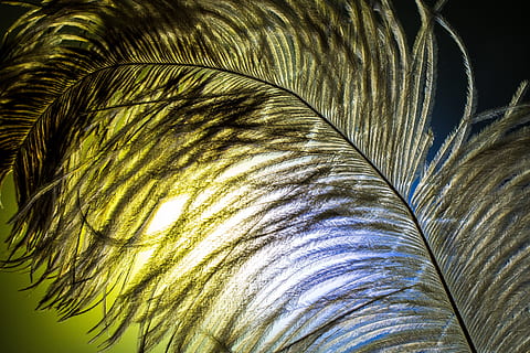 luce solare attraverso la foglia, strauss spring, piuma, alleviare, Strauss, vicino, piuma d'uccello, vestito di primavera, piume, uccello, arioso, tenero, avvicinamento, nessuno, natura, sfondi, bellezza nella natura, fotogramma intero, crescita, modello naturale, pianta, modello, Palma, vulnerabilità, clima tropicale, fragilità, strutturato, morbidezza, foglia, giorno, foglia di palma, all'aperto, leggero, 2K, CC0, dominio pubblico, privo di copyright