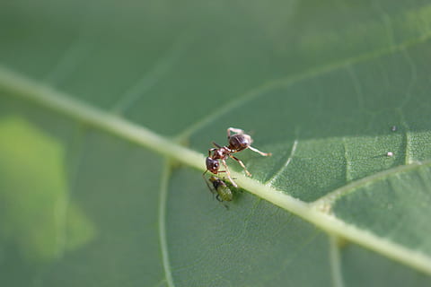 Small Talk, Chat, Ant, Insects, Dialogue, insect, leaf, animal themes, animals in the wild, one animal, nature, invertebrate, animal, plant part, animal wildlife, green color, close-up, plant, no people, day, selective focus, outdoors, growth, small, 5K, CC0, public domain, royalty free