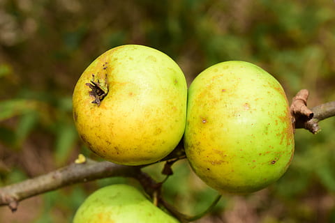 æble, træ, frugt, æbletræ, have, efterår, grøn, kernobst gewaechs, natur, mad, mad og drikke, sund kost, tæt på, friskhed, fokus på forgrunden, ingen mennesker, plante, grøn farve, velvære, dag, landbrug, gruppe af objekter, udendørs, moden, gul, æble - frugt, 5K, CC0, offentligt domæne, royaltyfrie