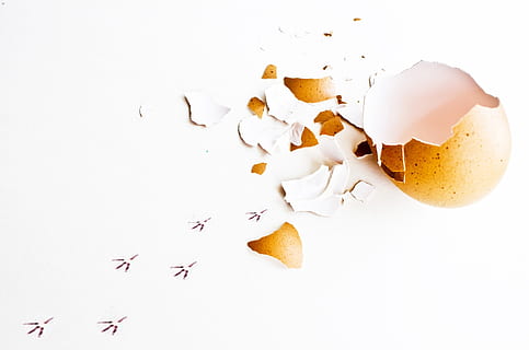 Foto, gebrochen, Ei, zuerst, Pfad, Geburt, Schraffur, Hähnchen, Geflügel, Eierschale, Hintergrund, Weiß, Hintergründe, weißer Hintergrund, Essen und Trinken, Lebensmittel, Studioaufnahme, drinnen, Schale, Frische, keine Leute, geknackt, Eigelb, fallen, Stillleben, Nahansicht, Zerbrechlichkeit, Verletzlichkeit, kopieren sie platz, brechen, 1080P