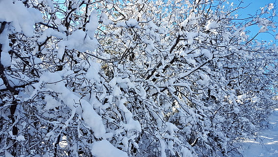 sneeuw, bomen, winter, koude, natuur, ijs-, Bos, bedekt, vorst, landschap, wit, seizoen, bossen, bevroren, buitenshuis, ijzig, seizoensgebonden, ZE, eikenbomen, zing, weer, stoer, vers, knapperig, kristal, boom, koude temperatuur, tak, blauw, geen mensen, schoonheid in de natuur, fabriek, kalmte, dag, witte kleur, aan het bedekken, land-, achtergronden, rustige scène, veld-, extreem weer, 2K, CC0, publiek domein, royaltyvrij
