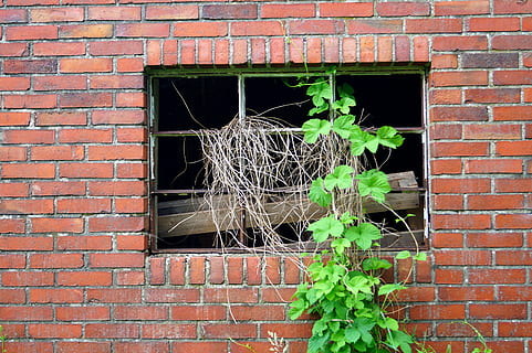 finestra, ruïna, vell, paret, créixer, cobert, per treure el màxim profit, decaïment, caduc, oblida't, sortir, malalt, llocs abandonats, edifici antic, maó, paret de maó, arquitectura, estructura construïda, planta, dia, cap gent, funció de construcció de parets, exterior de l'edifici, creixement, a l'aire lliure, naturalesa, heura, part de la planta, vermell, planta enredadera, color verd, full, 5K, CC0, domini públic, lliure de regalies