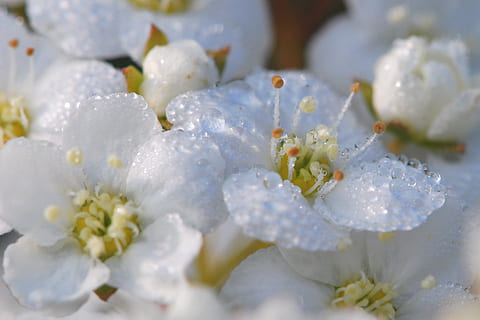 flors, blanc, tancar, macro, schlehe, primavera, espino negre, schlehendorn, naturalesa, flor, planta, primer pla, pètal, cap de flor, temporada, bellesa a la natura, creixement, Color blanc, fragilitat, planta amb flors, frescor, vulnerabilitat, cap gent, aigua, enfocament selectiu, tirar, inflorescència, rosada, puresa, enfocament suau, 2K, CC0, domini públic, lliure de regalies