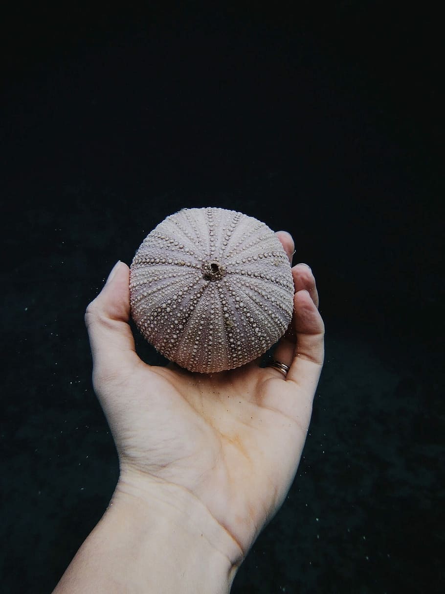person, bedrift, beige, bold indretning, søpindsvin, urchin shell, haveskind shell, muslingeskal, struktur, mønster, menneskelig hånd, hånd, menneskelig kropsdel, en person, personlige perspektiv, uigenkendelig person, finger, kropsdel, sort baggrund, menneskelig finger, rigtige mennesker, tæt på, livsstil, fritidsaktivitet, høj vinkel visning, natur, dag, et dyr, menneskelig lem, 1080P
