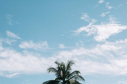 Kokospalme, wolkig, Blau, Himmel, Grün, Palme, Wolken, Baum, einfach, minimal, Natur, Pflanze, Nachmittag, Sommer-, palmera, tropisches Klima, wolke - himmel, Schönheit in der Natur, Tag, Flachwinkelansicht, Palmblatt, keine Leute, Blatt, Ruhe, draußen, Szenen - Natur, tropischer Baum, Wachstum, ruhige Szene, Wipfel, Wind, 5K, CC0, gemeinfrei, lizenzfrei