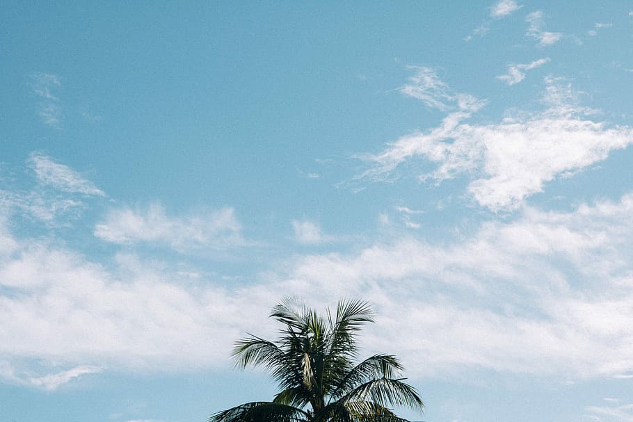 kokos palme, overskyet, blå, himmel, grøn, Palme træ, skyer, træ, enkel, minimal, natur, plante, eftermiddag, sommer, Palmera, tropisk klima, sky - himmel, skønhed i naturen, dag, lav vinkel visning, palmblad, ingen mennesker, blad, ro, udendørs, scenics - natur, tropisk træ, vækst, rolig scene, trætop, vind, 5K