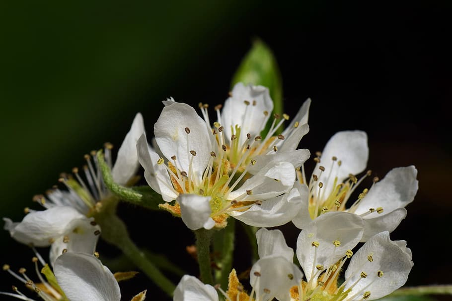 Birne, birnblüte, Frühling, Obstbaum, Obstbaum blüht, Weiß, zärtlich, Erwachen, Anfang, Anfang des Jahres, Pollen, Briefmarke, Blume, Pflanze, Natur, Garten, Blütenblatt, blühende Pflanze, Zerbrechlichkeit, Wachstum, Verletzlichkeit, Nahansicht, weiße Farbe, Frische, Schönheit in der Natur, Blütenkopf, blühen, Blütenstand, Fokus auf den Vordergrund, Staubblatt, keine Leute, draußen, schwarzer Hintergrund, Weichheit, 5K
