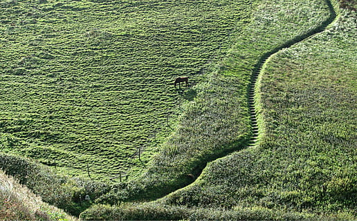 sentiero, passaggi, collina, pendio, cavallo, percorso della costa sud-occidentale, camminare, itinerario, curva, naturale, verde, all'aperto, salita, decente, su, giù, scala, recinto, allegato, pascolo, campo, prato, erba, rurale, valle, colore verde, pianta, crescita, paesaggio, vista dall'alto, terra, la tranquillità, bellezza nella natura, nessuno, scenics - natura, giorno, natura, scena tranquilla, agricoltura, ambiente, scena rurale, albero, luce del sole, pista, 2K, CC0, dominio pubblico, privo di copyright