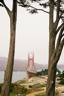 rojo, gris, hormigón, puente de cuerda, dorado, puente de la puerta, San Francisco, árbol, ladrar, puente, tráfico, coche, vehículo, montaña, rock, agua, río, edificio, firmar, temperamental, brumoso, sf, tronco de arbol, el maletero, planta, naturaleza, estructura construida, día, arquitectura, nadie, destinos de viaje, cielo, viaje, al aire libre, transporte, paisajes - naturaleza, turismo, exterior del edificio, tierra, bahía, 5K, CC0, dominio público, libre de derechos