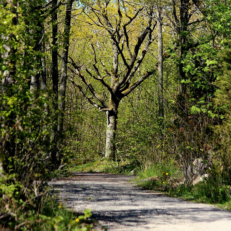 bosque, primavera, naturaleza, verde, natural, país, Dom, luz del sol, paisaje forestal, temporada, soleado, planta, campo, la carretera, árbol, crecimiento, tranquilidad, belleza en la naturaleza, el camino a seguir, dirección, tierra, escena tranquila, nadie, tronco de arbol, el maletero, día, sendero, al aire libre, color verde, rama, perspectiva decreciente, largo, 2K