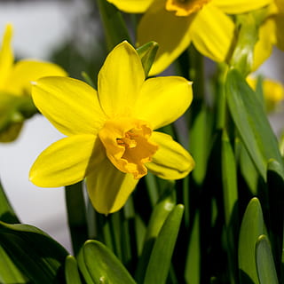 gigli pasquali, Pasqua, cielo blu, primavera, fiore, luce del sole, pianta fiorita, pianta, fragilità, vulnerabilità, giallo, bellezza nella natura, crescita, freschezza, petalo, avvicinamento, testa di fiore, infiorescenza, natura, nessuno, giorno, concentrarsi sulle conoscenze acquisite, fiorire, narciso, polline, all'aperto, 2K, CC0, dominio pubblico, privo di copyright