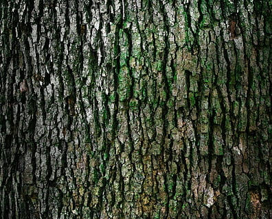 tæt på, Foto, log, tæt, fotografering, træstamme, bark, struktur, træ, træbark med mos, closeup træbark, mos, natur, udendørs, fuld ramme, tekstureret, baggrunde, bagagerum, mønster, vækst, plante, ingen mennesker, ru, dag, naturligt mønster, træ - materiale, plantebark, tekstureret effekt, lichen, naturlig tilstand, 4K, CC0, offentligt domæne, royaltyfrie