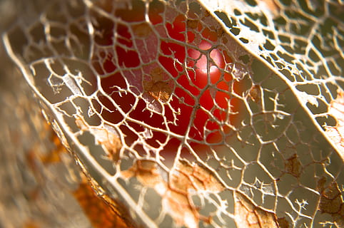 estructura, naturalesa, full, estructures, planta, macro, és clar, flor, florir, taronja, lampionblume, filigrana, flor de taronja, tancar, primer pla, cap gent, vermell, alimentació saludable, menjar, patró, dia, enfocament selectiu, menjar i beguda, fons, benestar, marc complet, a l'interior, patró natural, fruita, frescor, vulnerabilitat, fragilitat, 4K, CC0, domini públic, lliure de regalies