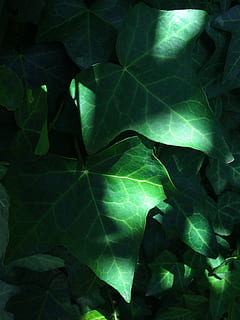 lys, skygge, vind, vedbend, græs, vinen, sol, varmen, otsu by, Yokosuka, japan, blad, baggrunde, grøn farve, natur, abstrakt, mønster, plante, friskhed, ingen mennesker, udendørs, dag, plante del, vækst, skønhed i naturen, tæt på, bladvenen, fuld ramme, blade, grøn, mad, naturligt mønster, skrøbelighed, 2K, CC0, offentligt domæne, royaltyfrie