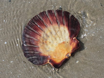 shell, strand, hav, bølge, bretagne, skal, strand, hav, bølge, hav liv, et dyr, ingen mennesker, tæt på, dyr, dyreliv, dyre temaer, natur, vand, jord, dyr i naturen, sand, fisk, høj vinkel visning, marine, muslingeskal, 1080P, CC0, offentligt domæne, royaltyfrie