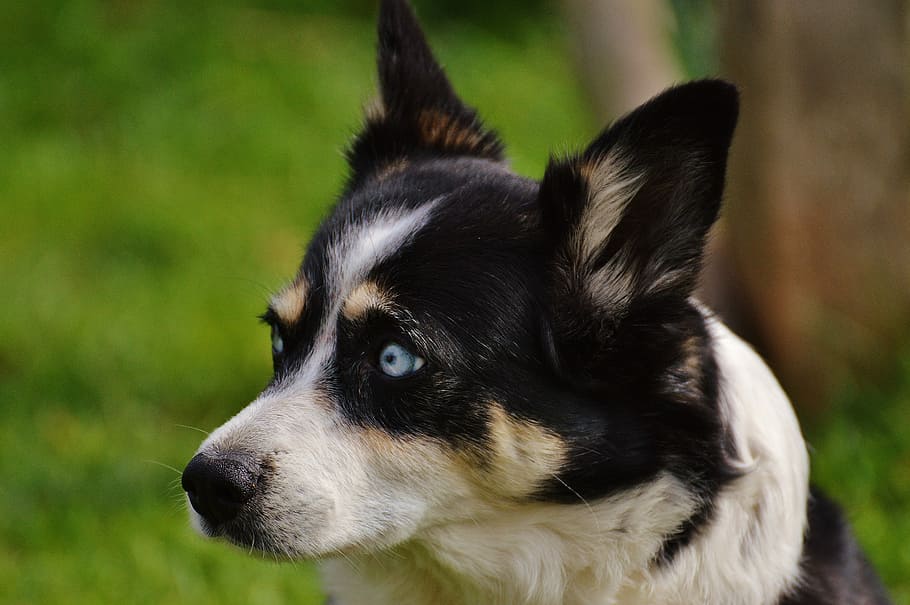 rauco, cane, animale, animale domestico, nero bianco, nero, bianca, buono aiderbichl, santuario, soddisfatto, Iffeldorf, animali domestici, canino, cane di razza, carina, cucciolo, all'aperto, mammifero, erba, temi animali, un animale, testa di animale, domestico, concentrarsi sulle conoscenze acquisite, avvicinamento, parte del corpo animale, analizzare, cercare, guardare, guardando lontano, nessuno, giorno, vertebrato, ritratto, border collie, grugno, Jack Russell Terrier, 5K