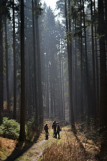 gente, en pie, alto, árbol, tiempo de día, bosque, camino, sendero, arboles, naturaleza, el camino por el bosque, caminar, camino forestal, en el bosque, nostalgia, tierra, planta, gente real, actividad de ocio, crecimiento, estilos de vida, dos personas, para caminar, tranquilidad, día, unión, hombres, belleza en la naturaleza, adulto, tronco de arbol, mujer, al aire libre, emoción positiva, 2K, CC0, dominio público, libre de derechos