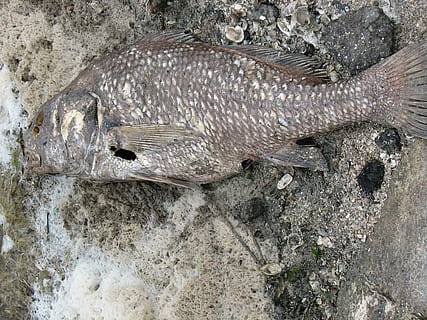 struktur, baggrund, død, fisk, strand, grunge, kyst, dyr, dyre temaer, dyreliv, dyr i naturen, hvirveldyr, et dyr, hav, vand, natur, ingen mennesker, høj vinkel visning, undervands-, dyr kropsdel, udendørs, hav liv, marine, dag, tæt på, 720P, CC0, offentligt domæne, royaltyfrie