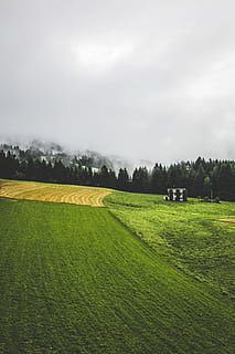 krajina, Příroda, nebe, mraky, zataženo, jehličnany, venkov, životní prostředí, pole, jedle, mlha, les, tráva, travnaté hřiště, pastviny, opar, idylický, trávník, klidný, borovice, venkovský, scenérie, scénický, stromy, Pohled, rostlina, zelená barva, přistát, strom, krása v přírodě, klidné scény, scenics - příroda, klid, den, venkovské scény, mrak - nebe, zemědělství, růst, nikdo, venku, 5K, CC0, veřejná doména, bez autorských práv
