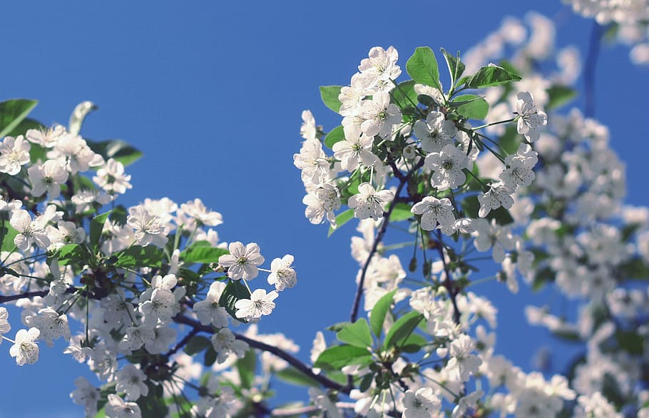 Frühling, blühen, blühender Baum, Kirsche, Natur, blühender Zweig, Zweig der Kirsche, blauer Himmel, blühende Pflanze, Blume, Pflanze, Frische, Zerbrechlichkeit, Schönheit in der Natur, Verletzlichkeit, Baum, Wachstum, Blau, Nahansicht, weiße Farbe, Himmel, Ast, Tag, keine Leute, Fokus auf den Vordergrund, Blütenkopf, Kirschblüte, Weichheit, Kirschbaum, 2K