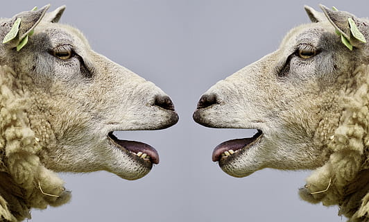 Nahansicht, Foto, zwei, Weiß, Schaf, blöken, Kommunikation, kommunizieren, sich unterhalten, diskutieren, Gespräche, streiten, lustig, frech, Tier, wolle, Natur, Säugetier, Tierkopf, Tiere und Haustiere, keine Leute, draußen, Tag, Tierthemen, Gruppe von Tieren, Angesicht zu Angesicht, zwei tiere, Tierkörperteil, Tierwelt, Haustiere, Mund, wütend, Mund offen, Tiere in freier Wildbahn, Studioaufnahme, Aggression, Tiermund, digitaler Verbund, 5K, CC0, gemeinfrei, lizenzfrei