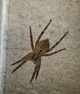 laba-laba memancing, serangga, predator, satu binatang, tema binatang, hewan, satwa liar hewan, invertebrata, binatang di alam liar, merapatkan, fitur dinding - bangunan, tidak ada orang, arakhnida, dalam ruangan, bagian tubuh hewan, arthropoda, bertekstur, laba-laba, ilmu hewan, tepat di atas, alam, kaki binatang, 1080P, CC0, domain publik, bebas royalti