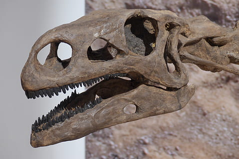 dinosaurio, hueso, esqueleto, demacrado, lagarto gigante, museo, fósiles, fósil, cuadro, exposición, esqueleto de dinosaurio, paleontología, hueso del cráneo, dino, Tiempos prehistóricos, nadie, extinto, representación animal, animal, craneo animal, hueso animal, parte del cuerpo del animal, temas de animales, de cerca, centrarse en primer plano, dientes de animales, esqueleto animal, representación, un animal, día, naturaleza muerta, solo objeto, cabeza de animal, 4K