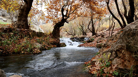 sungai, dalam, hutan, coklat, pohon daun, riam, sungai kecil, lingkungan Hidup, jatuh, mengalir, dedaunan, pemandangan, Daun-daun, gerakan, alam, di luar rumah, taman, jeram, batu, indah, musim, aliran, perjalanan, air, air terjun, basah, kayu, pohon, keindahan di alam, air mengalir, menanam, scenics - alam, tanah, tidak ada orang, hari, adegan non-urban, pertumbuhan, ketenangan, padat, aliran - air yang mengalir, perubahan, 5K, CC0, domain publik, bebas royalti