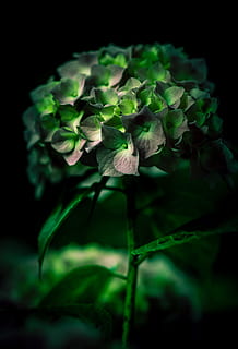 selektiv, fokus fotografie, Grün, blätterte, Pflanze, blattblättrige Blüten, Nahansicht, Fotografie, Blume, flacher Fokus, Schuss, Hortensie, Flora, Blatt, Natur, schwarzer Hintergrund, einzelne Blume, Schönheit in der Natur, Makro, grüne Farbe, Frühling, Frische, Wachstum, Pflanzenteil, blühende Pflanze, keine Leute, Verletzlichkeit, Zerbrechlichkeit, Studioaufnahme, selektiver Fokus, Blütenkopf, Blütenstand, Blütenblatt, 5K, CC0, gemeinfrei, lizenzfrei