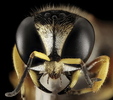 macrofotografia, giallo, calabrone, imitare, librarsi, volare, vespa, capo, viso, insetto, macro, a cavallo, natura, occhi, mandibole, frontale, è un sondaggio geologico, invertebrato, un animale, avvicinamento, temi animali, animale, fauna selvatica, animali allo stato selvatico, parte del corpo animale, nessuno, occhio, artropodo, zoologia, concentrarsi sulle conoscenze acquisite, girato in studio, occhio animale, primo piano estremo, antenna animale, in casa, testa di animale, sfondo nero, 2K, CC0, dominio pubblico, privo di copyright