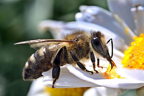 Foto, makro, tæt, insekt, honningbi, bi, dyre temaer, et dyr, blomst, dyr i naturen, dyreliv, dyr, hvirvelløse, blomstrende plante, tæt på, natur, ingen mennesker, skønhed i naturen, fokus på forgrunden, friskhed, spise, kronblad, blomsterhoved, dag, bestøvning, humlebi, 2K, CC0, offentligt domæne, royaltyfrie