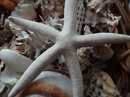 stella marina, guscio di stelle, conchiglie, conchiglia, marino, tropicale, design, sabbia, riva del mare, vita, collezione, mollusco, acquatico, decorazione, esotico, struttura, nautilo, cockleshell, pettine, nautico, costa, nessuno, avvicinamento, animale, mare, vita marina, fauna selvatica, animali allo stato selvatico, temi animali, in casa, subacqueo, natura, gruppo di animali, cibo, acqua, fotogramma intero, abbondanza, giorno, 4K, CC0, dominio pubblico, privo di copyright
