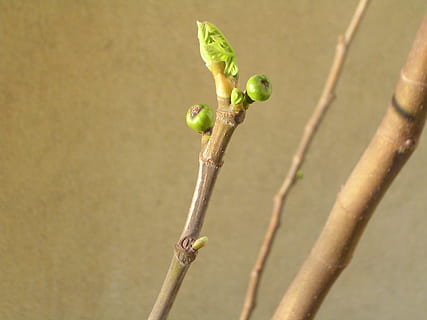 Frühling, Feigenbaum, Obst, Feige, Wachstum, Pflanze, keine Leute, Natur, Tag, Nahansicht, grüne Farbe, Fokus auf den Vordergrund, Pflanzenstamm, Tiere in freier Wildbahn, Tierwelt, Schönheit in der Natur, ein Tier, draußen, Zweig, Anfänge, Tierthemen, Tier, selektiver Fokus, Baum, 2K, CC0, gemeinfrei, lizenzfrei