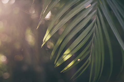 flach, fokus fotografie, Palm Tree Leaf, grünblättrige Pflanze, Sugarshack, Blatt, Natur, Wald, grüne Farbe, Hintergründe, Unscharf gestellt, Baum, abstrakt, Sommer-, Pflanze, Sonnenlicht, draußen, üppiges Laub, Frische, Umgebung, glänzend, Wedel, Palme, keine Leute, Wachstum, Schönheit in der Natur, Nahansicht, Pflanzenteil, Fokus auf den Vordergrund, Tag, selektiver Fokus, Ruhe, Kiefer, nass, Wasser, fallen, Nadel - Pflanzenteil, Nadelbaum, Tau, Palmblatt, Grashalm, 5K, CC0, gemeinfrei, lizenzfrei