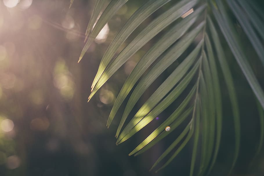 flach, fokus fotografie, Palm Tree Leaf, grünblättrige Pflanze, Sugarshack, Blatt, Natur, Wald, grüne Farbe, Hintergründe, Unscharf gestellt, Baum, abstrakt, Sommer-, Pflanze, Sonnenlicht, draußen, üppiges Laub, Frische, Umgebung, glänzend, Wedel, Palme, keine Leute, Wachstum, Schönheit in der Natur, Nahansicht, Pflanzenteil, Fokus auf den Vordergrund, Tag, selektiver Fokus, Ruhe, Kiefer, nass, Wasser, fallen, Nadel - Pflanzenteil, Nadelbaum, Tau, Palmblatt, Grashalm, 5K