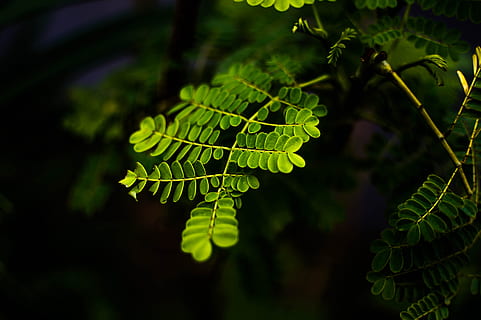 naturalesa, branques, borrós, fulles, primer pla, medi ambient, focus, plantes, planta, full, color verd, part de la planta, creixement, arbre, bellesa a la natura, cap gent, terra, a l'aire lliure, frescor, falguera, menjar i beguda, dia, bosc, menjar, llum solar, tranquil·litat, lluminositat, 5K, CC0, domini públic, lliure de regalies
